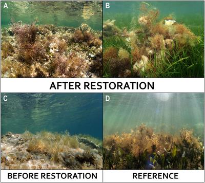 Addressing marine restoration success: evidence of species and functional diversity recovery in a ten-year restored macroalgal forest